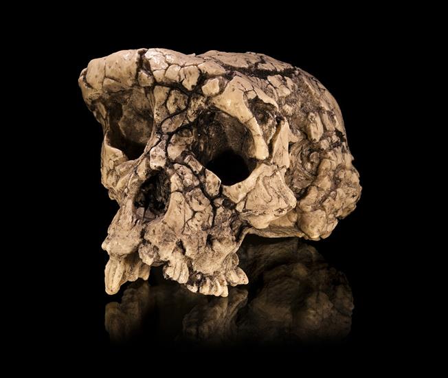 Historia człowiek... - 1024px-Sahelanthropus_tchadensis_-_TM_266-01-060-...hominida  sprzed 7 mil. lat, znaleziona w Czdzie.jpg