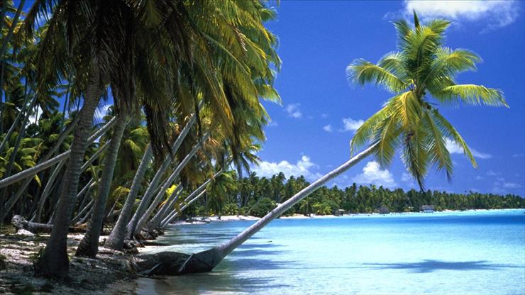 wallpapers - Leaning Palm Tree, Tahiti.jpg