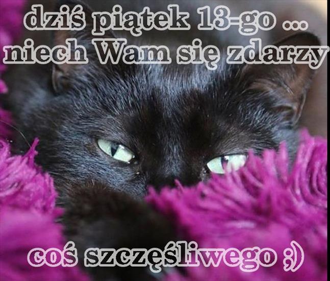 archiwum - cats1.jpg