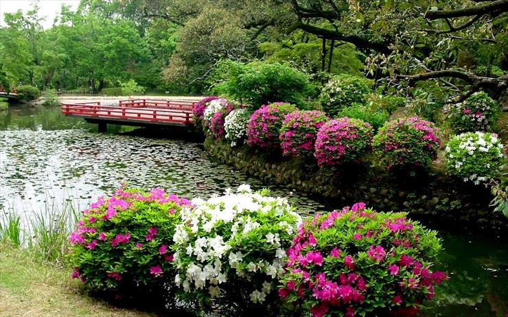 2.Letnia - Water-Japan-Flowers-Japanese-Gardens-Lily-Pads-Bushes-.jpg