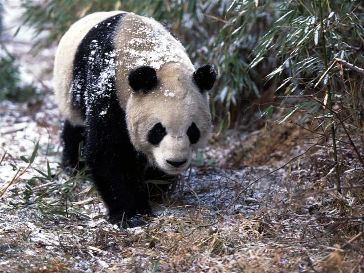  Animals part 2 z 3 - Giant Panda in Winter.jpg