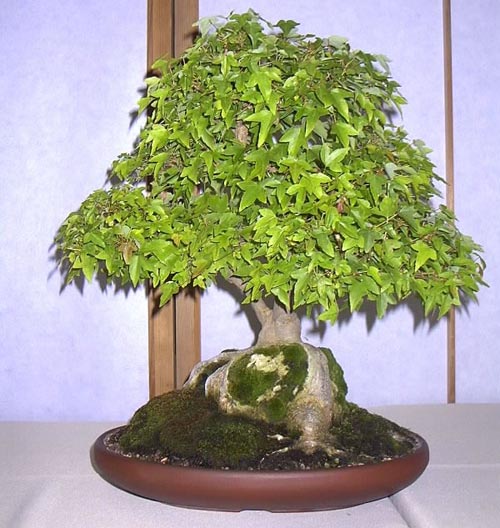   bonsai - najpiękniejsze drzewka - 4 trident_maple_acer_buergerianum.jpg
