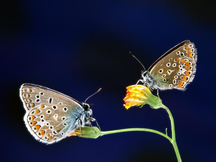 Beautiful Butterflies Wallpapers - 103.jpg