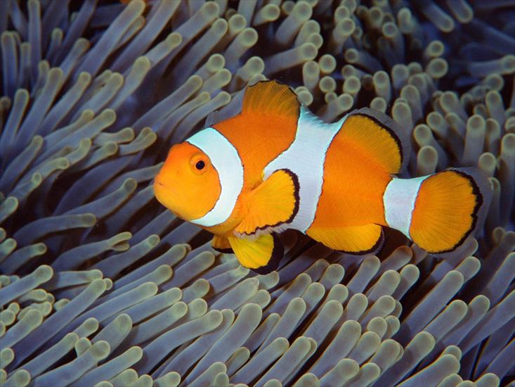 Zdjęcia   Tapety HD - false_clown_anemonefish_bali_indonesia.jpg