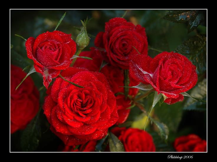 Róże - Roses_sucrees_by_phildeloup.jpg