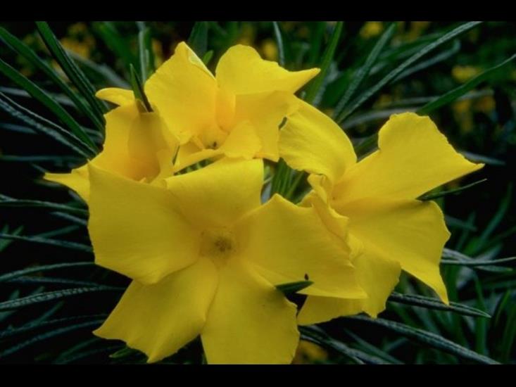  Krajobrazy  - Yellow Flowers02.jpg