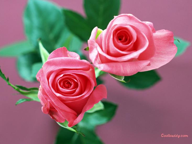 róże - love_flower-1024-36.jpg