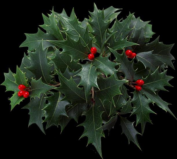 DRZEWKO HOLLY - HOLLY 2.png