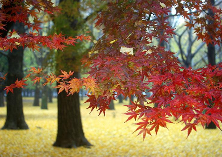 Drzewa ,Widoki - jesień 16.jpg