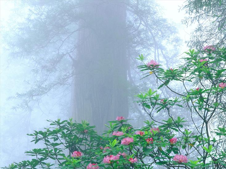 Krajobrazy - Rhododendron, Redwood National Park, California.jpg