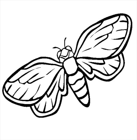 Motyle gąsienice - motyle - kolorowanka 39.gif