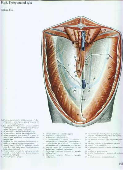 atlas anatomii-tułów - 137.jpg