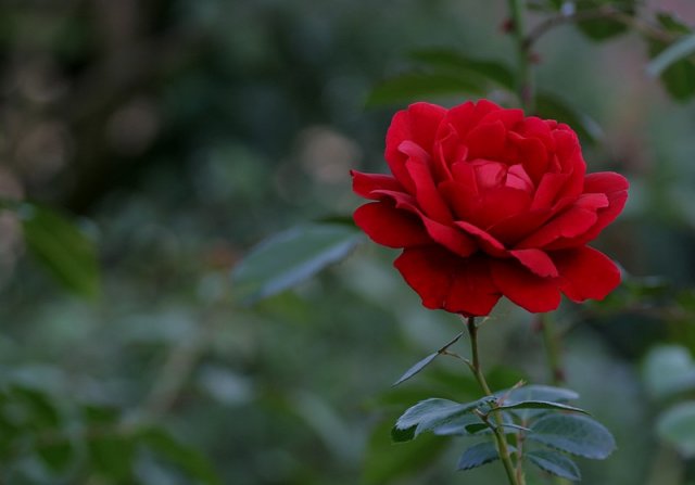 ROZE - roza-czerwona-.jpg