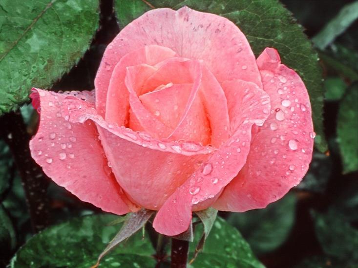 RÓŻE1 - Lovely Rose.jpg