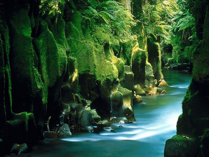 Super tapety 40 - Te_Whaiti-Nui-A-Toi_Canyon,_Whirinaki_Forest_North_Island_New_Zealand.jpg