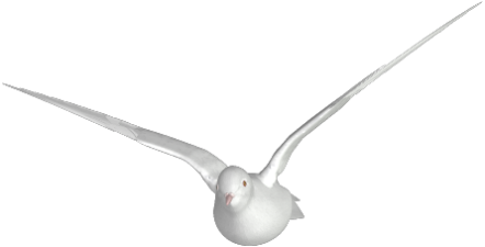 Zoo-Ptaki -Gołębie - white-dove-01.png