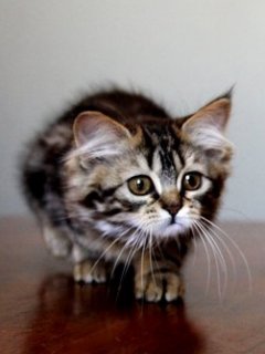 zwierzaki - Cute_Cat.jpg