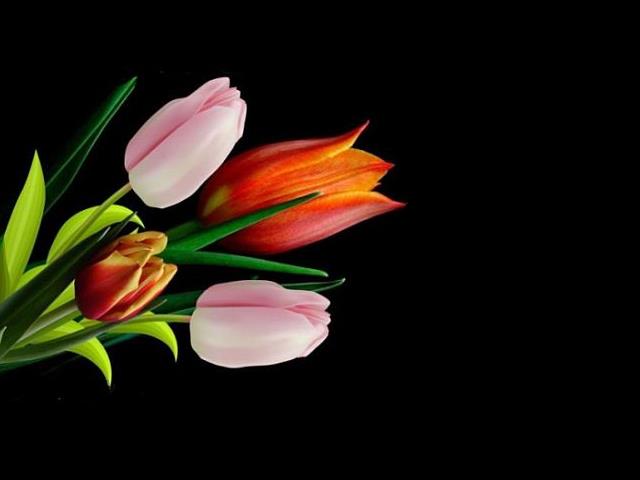 gifki i jpg-rozne - tulip i czarne miejsce.JPG