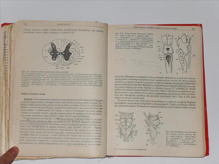 1. Anatomia porównawcza kręgowców. Henryk Szarstki - SDC13102.JPG