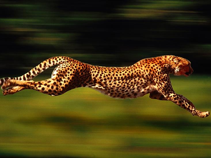 zwierzęta - animals - cheetah2.JPG