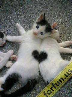 Koty - Heart_On_Cats.jpg