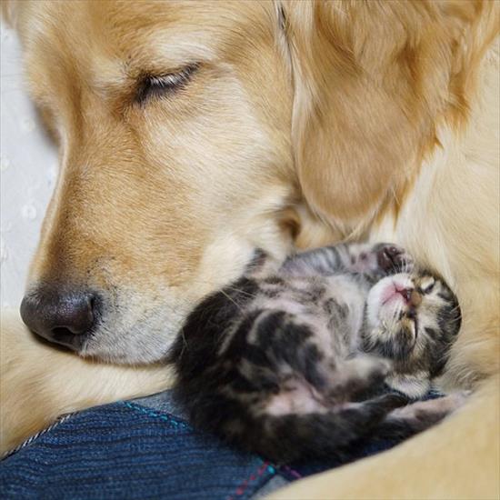 Kocie Przyjaźnie - cute-kitten-orphan-dog-mother-sleeping.jpg