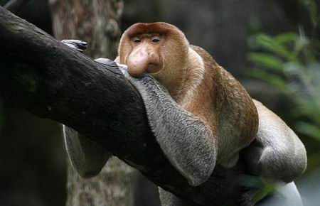 Najdziwniejsze zwierzęta świata ilustracje - Małpa nosacz sundajsk.jpg
