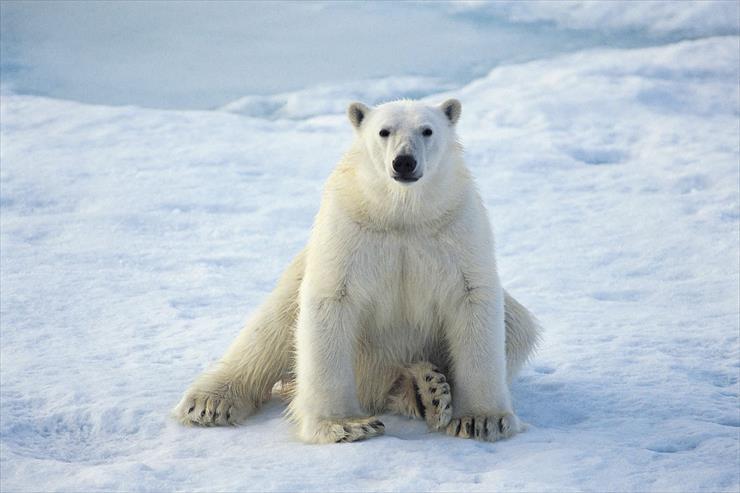  RATUJMY NIEDŹWIEDZIE POLARNE - 61212-the-polar-bear-is-a-bear-native-largely-within-the-arctic-circle.jpg