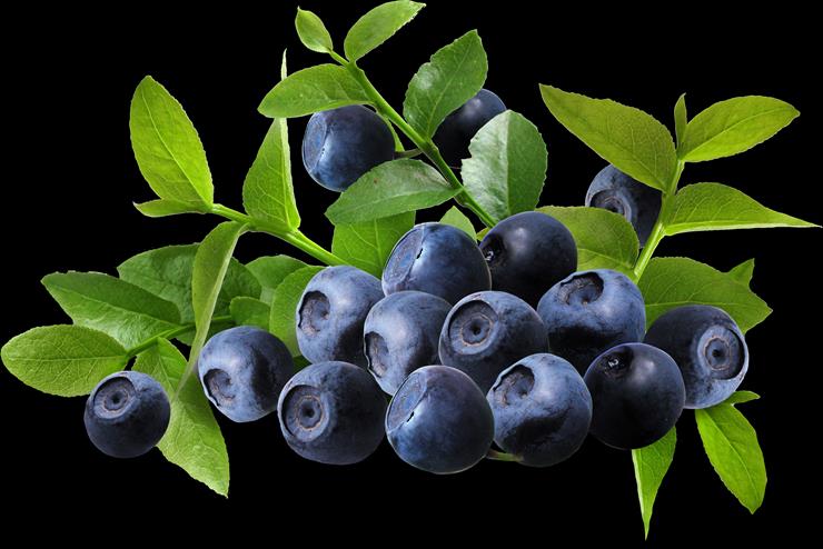 Owoce - bilberry.png