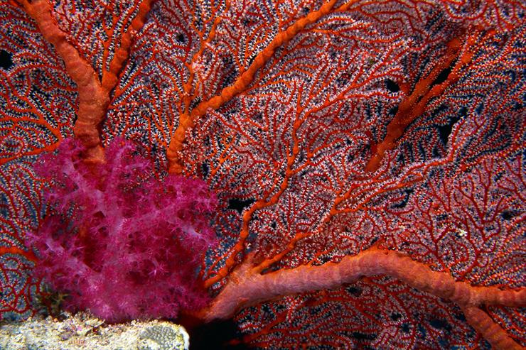 Ocean Life - 02 - Gorgonian Sea Fan and Soft Coral.jpg