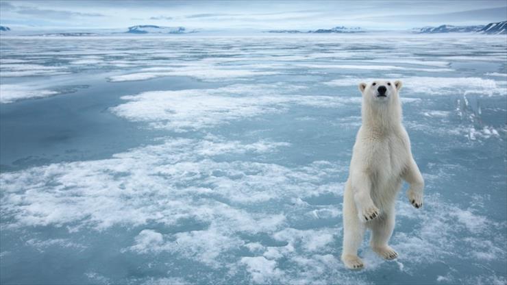 Przerażające Zdjęcia - Animals-white-arctic-polar-bear-ice-snow-frozen-sea-desktop-wallpaper-Hd-915x515.jpg