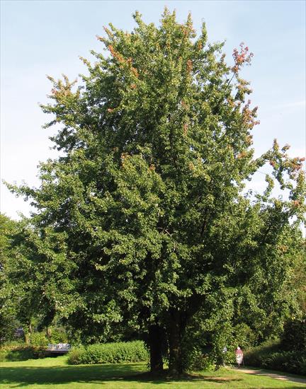 Szata roślinna - Acer saccharinum - klon srebrzysty - pokrój.jpg