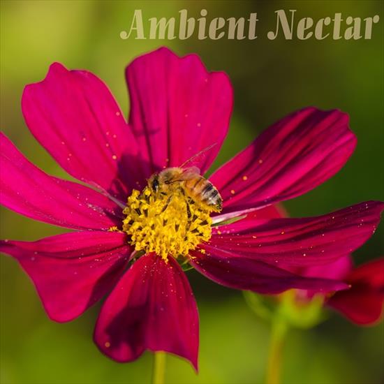 V. A. - Ambient Nectar, 2017 - cover.jpg
