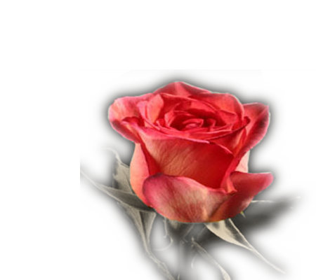tła dodatki-kwiaty - rose5.png