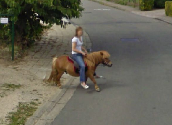 OBRAZKI - google street view animals.png