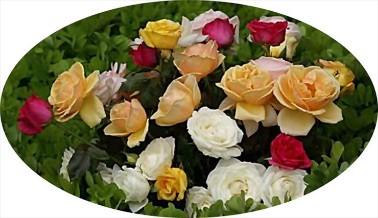 bukiety 3 - colorful_roses_widescreen--dsc02568-a1-crop.jpg