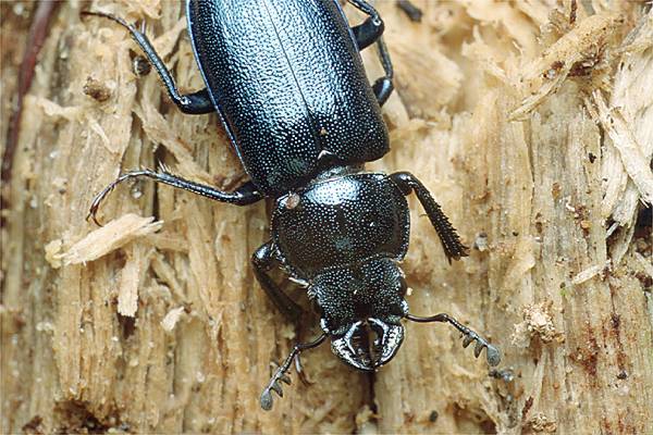 MAKROFOTO  CHRZĄSZCZE - Zakliniec Systenocerus caraboides.jpg