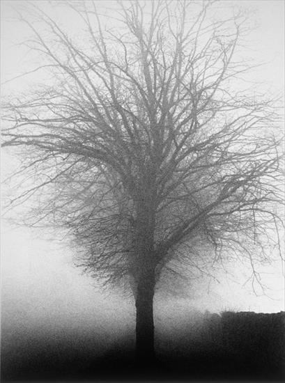 M - Michael Kenna - Tree, Kilkenny, Ireland, 1982 - 40642-184.jpg