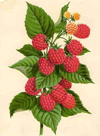 DECOUPAGE-owoce - raspberries.jpg