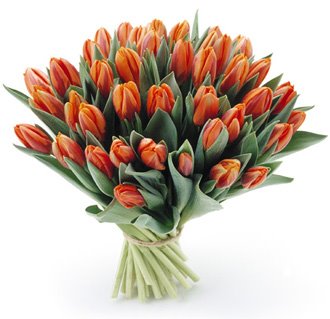 tulipany - tulipany5.jpg