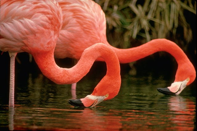 flamingi - flamingi.jpg