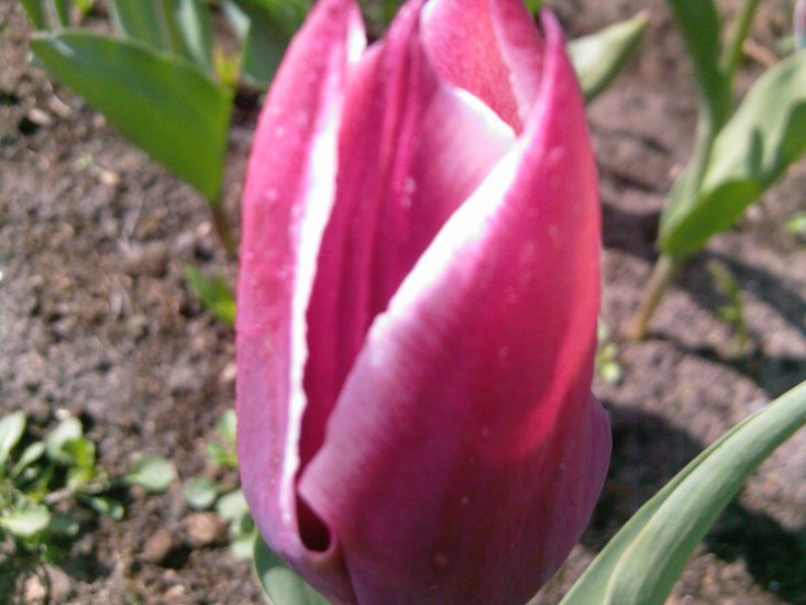 Tulipany-2014 - Zdjęcia-0021.jpg