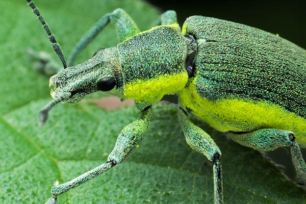 MAKROFOTO  CHRZĄSZCZE - Zieleńczyk zielonawy Chlorophanus viridis.jpg