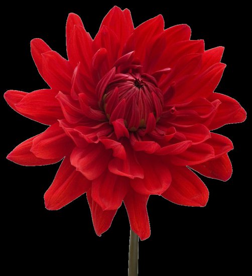 PNG-DALIE - dahlia64.png