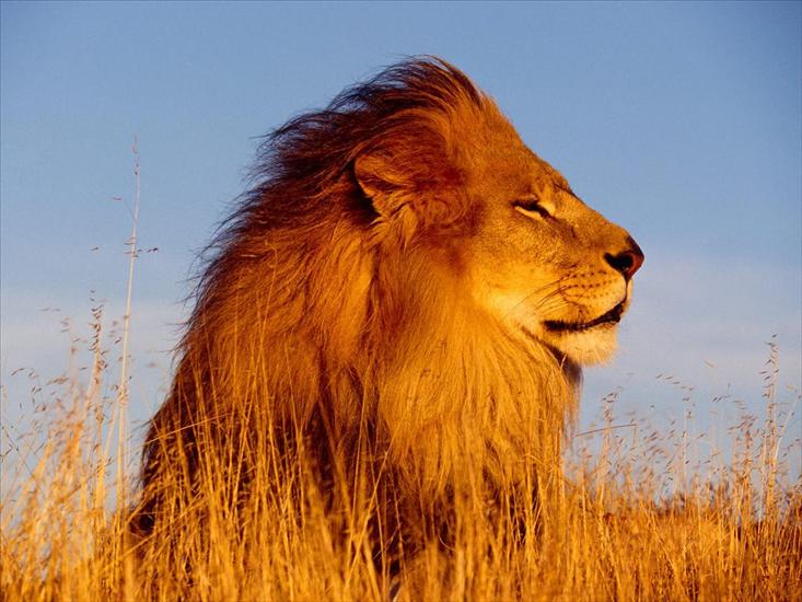 Wild animals - Mighty Lion.jpg