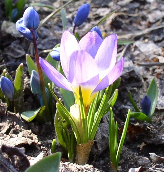 gify-kwiaty - wiosna_zoom5B15D1.jpg