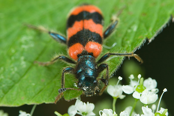 MAKROFOTO  CHRZĄSZCZE - Barciel pszczołowiec Trichodes apiarius.jpg