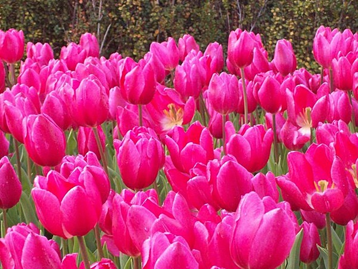 Tulipany - 11.jpg
