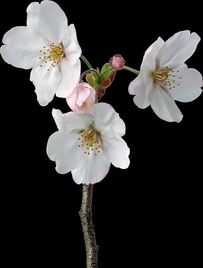 Kwiaty wiśni i jabłoni - cae6fe7bed09.png
