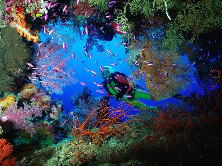 Tapety - Soft_Coral_Embellished_Cave,_Fiji.jpg